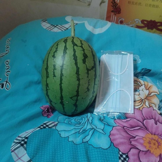 中牟县糖丸小吊瓜
