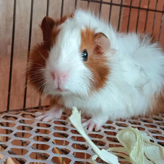 绵阳荷兰猪豚鼠美泰泰加英短逆毛妹妹