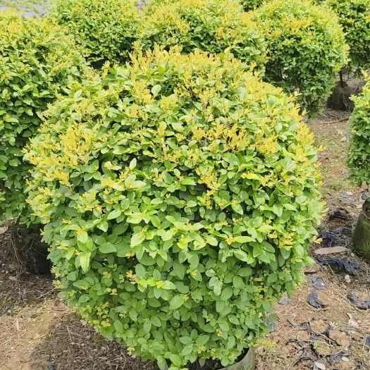 郴州金叶女贞球 60-150cm冠幅价格