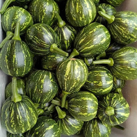 永州南瓜