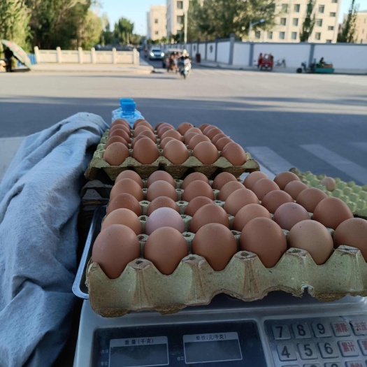 敦煌市鲜蛋