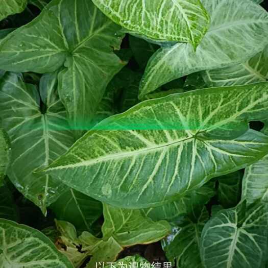 阳春市合果芋盆栽植物