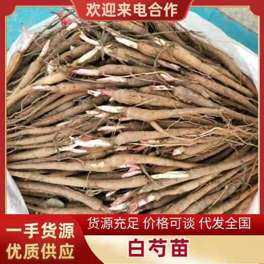 菏泽预售山东优质白芍牡丹种苗基地直供，预售 需要的可以下订单，