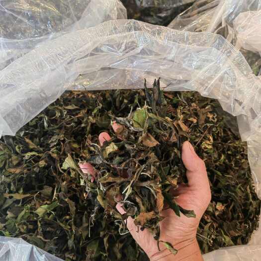云南白茶古树白茶