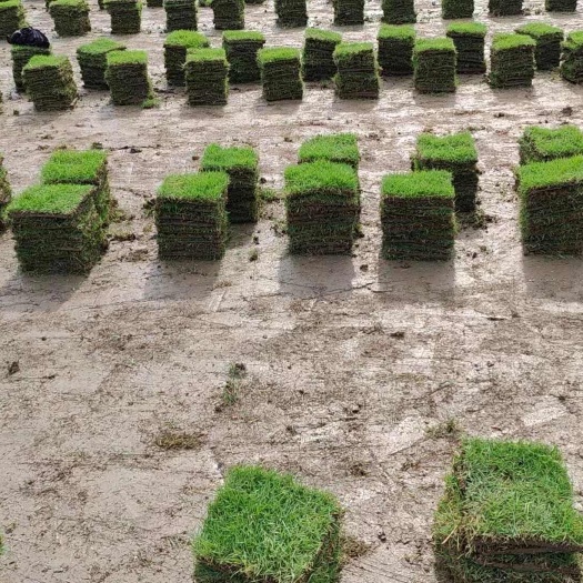 郴州草皮 绿化草皮基地500亩 自产自销