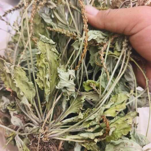 确山县车前草，整株，颜色靓丽，自然晒干，无硫。品质保证。量大从优