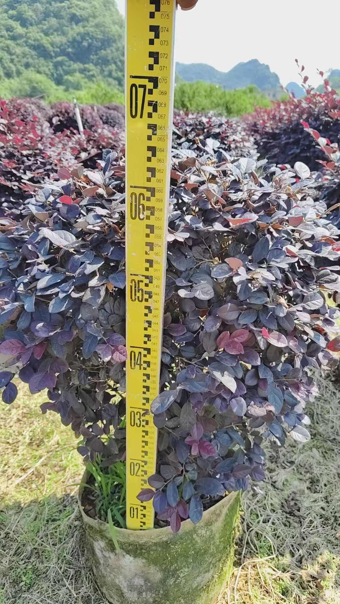 紅花繼木球袋苗   冠幅60-200cm精品球
