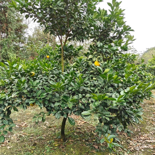 香泡树 橘子树 脐橙树基地