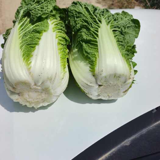 西安【产地直发】陕西西安新鲜直供优质白菜鄠邑区现摘现发叶菜类蔬菜