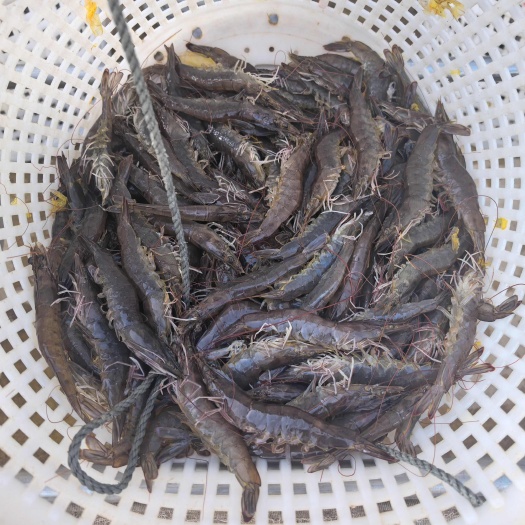 广西钦州30头南美白对虾