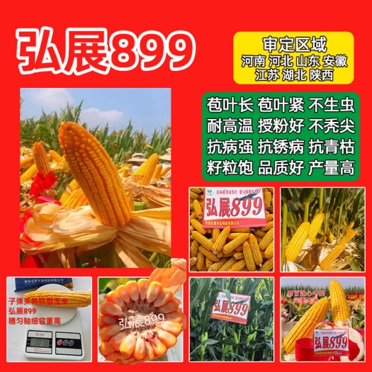 郑州耐高温玉米种子弘展899，黄金粮抗锈病抗青枯抗穗腐病苞叶长