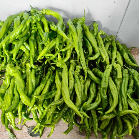 周口淮阳原产地螺丝椒，青椒，番茄，青菜