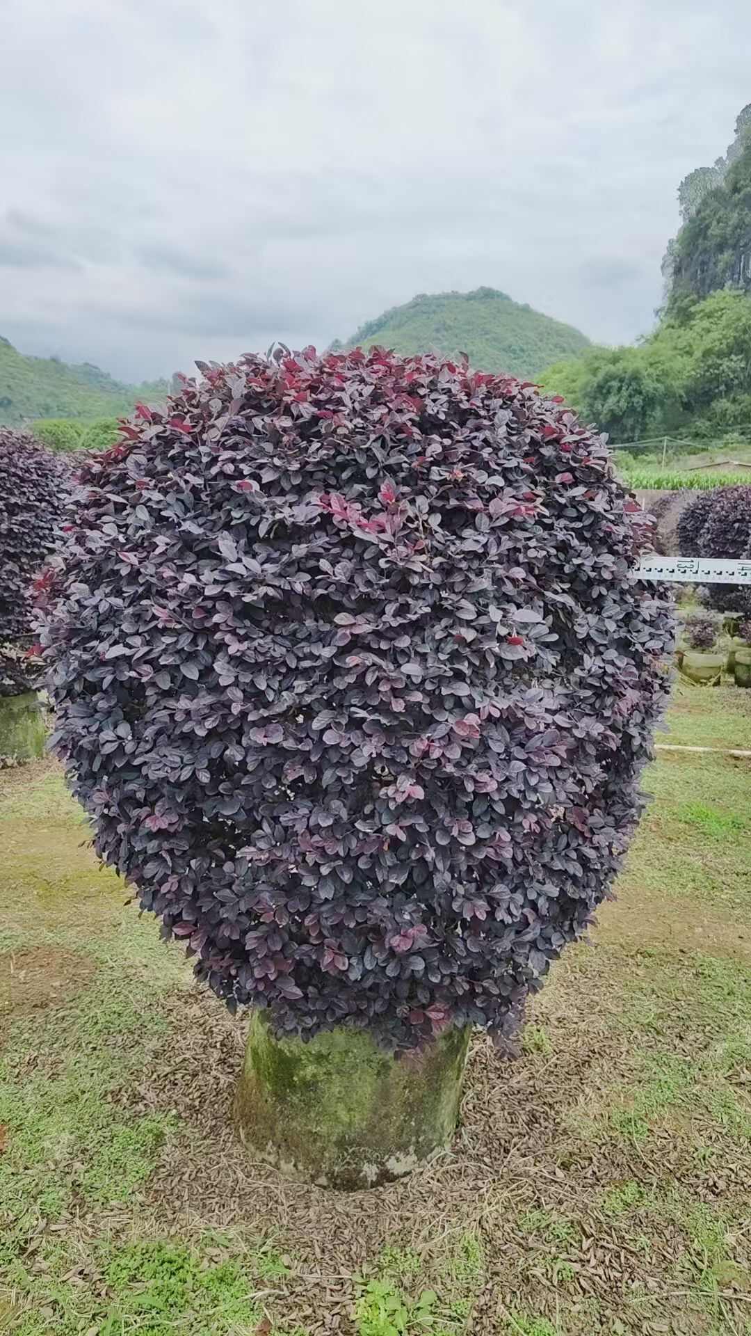 紅花繼木球袋苗   冠幅60-200cm精品球