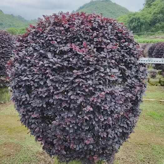 郴州红花继木球袋苗   冠幅60-200cm精品球