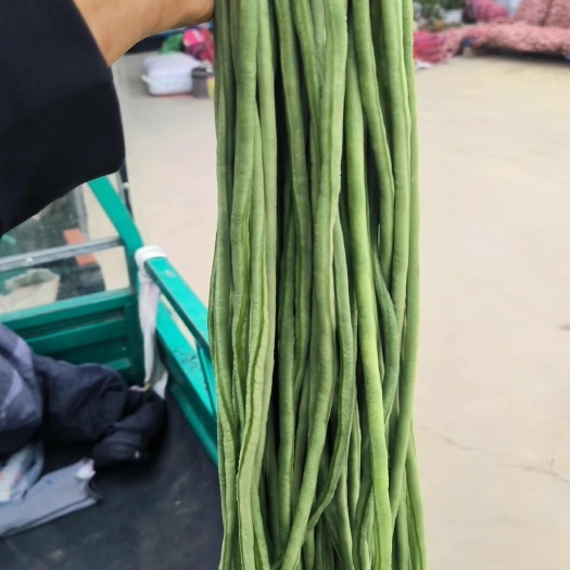 成武县精品豆角大量上市