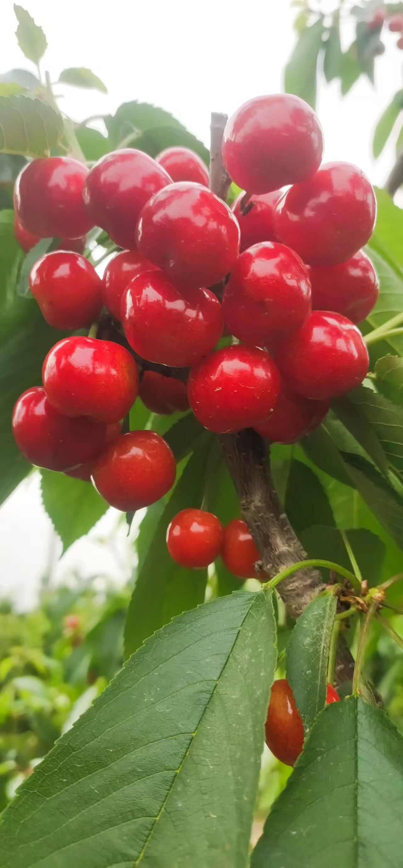 美早