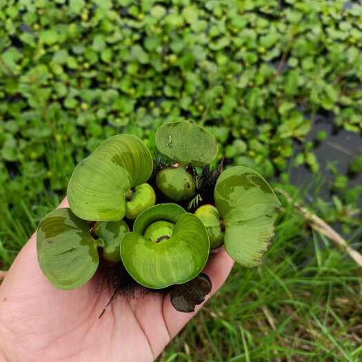 武穴市水葫芦水草鱼池造景鱼缸和鱼共养净化水质养鱼虾龟黄鳝水上植物