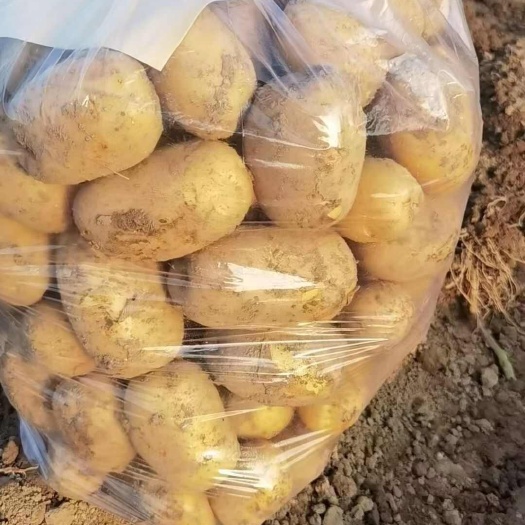 黄心土豆品种规格齐全量大价优全国可发