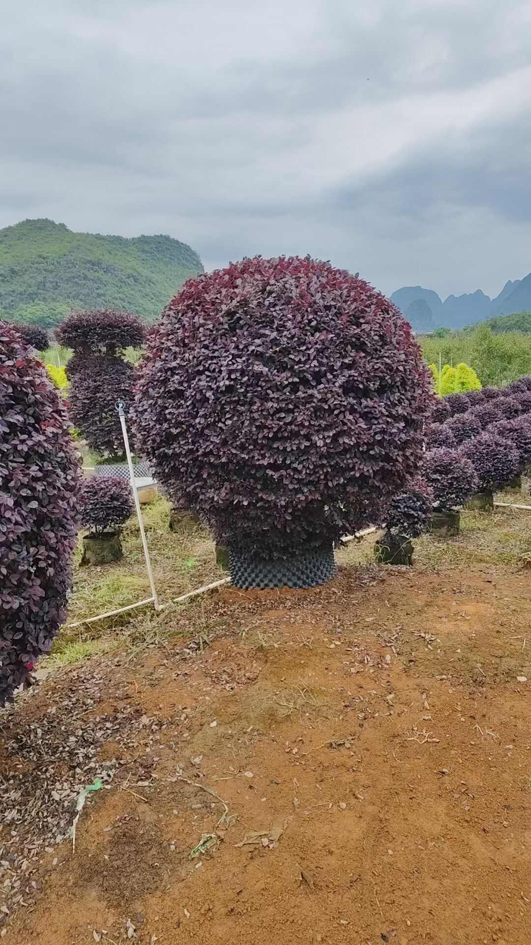 紅花繼木球袋苗   冠幅60-200cm精品球
