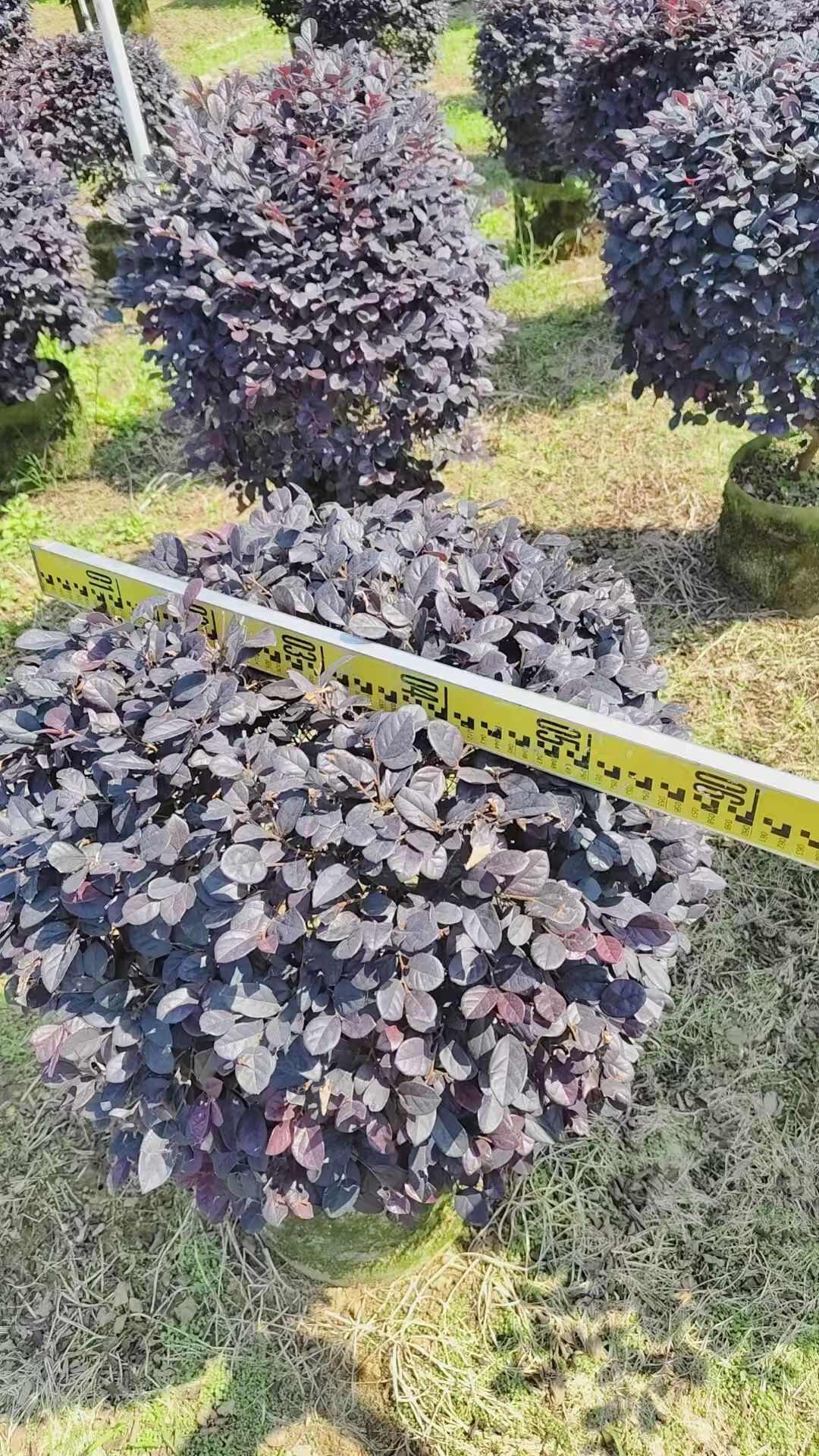 紅花繼木球袋苗   冠幅60-200cm精品球