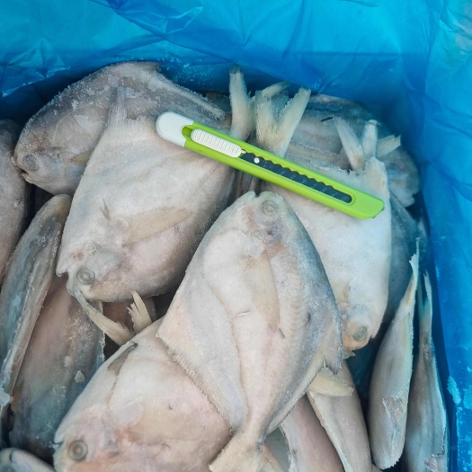 荣成市山东威海单冻银鲳鱼70-90g小鲳鱼库存1000件