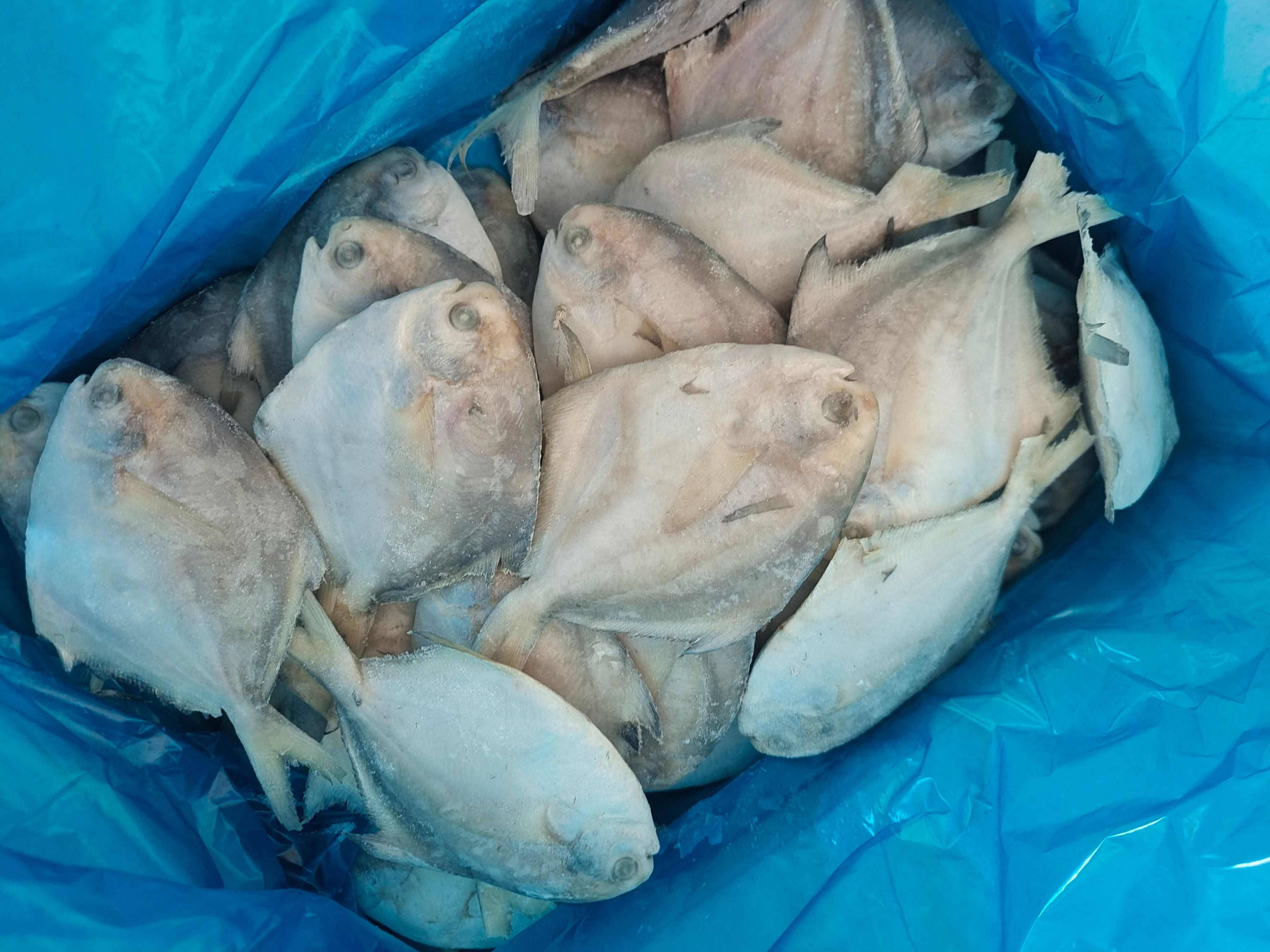 山东威海单冻银鲳鱼70-90g小鲳鱼库存1000件