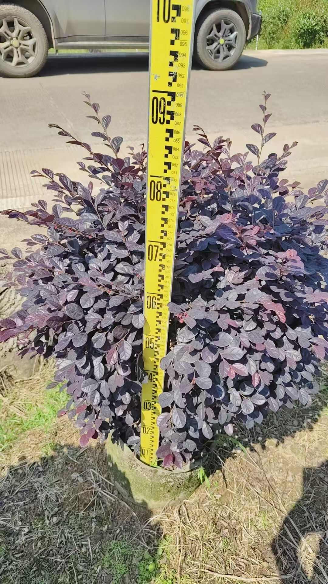 紅花繼木球袋苗   冠幅60-200cm精品球