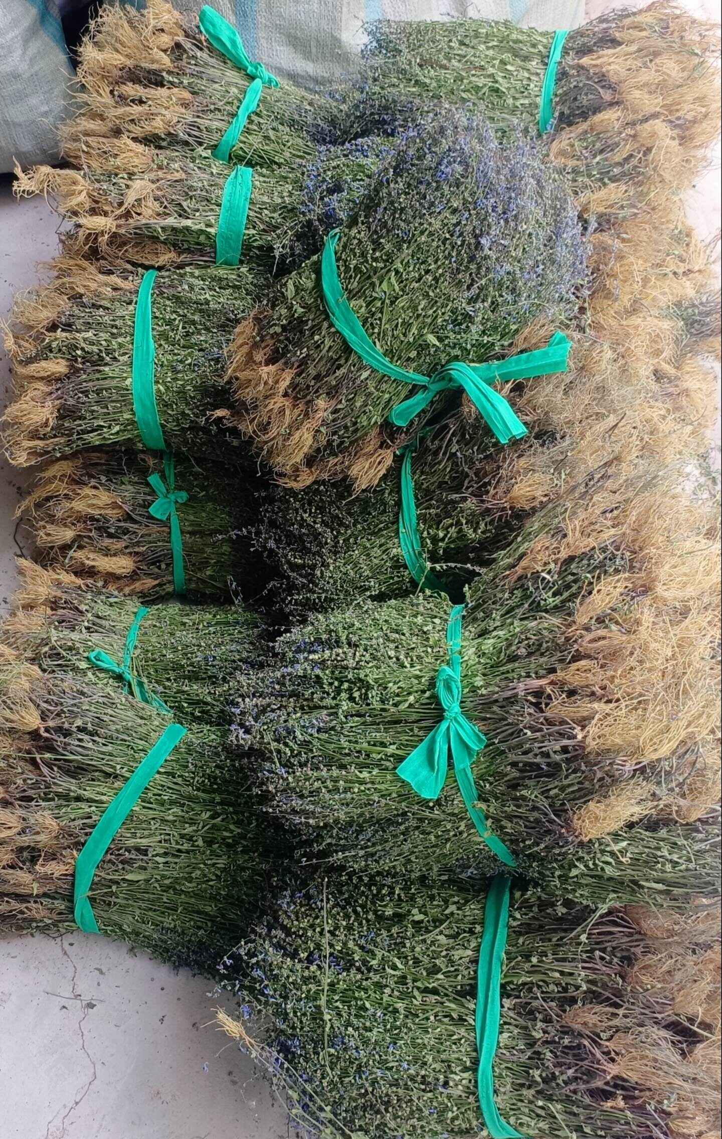【高格精品】全根优质半枝莲，低温水洗工艺，原始人工晾晒