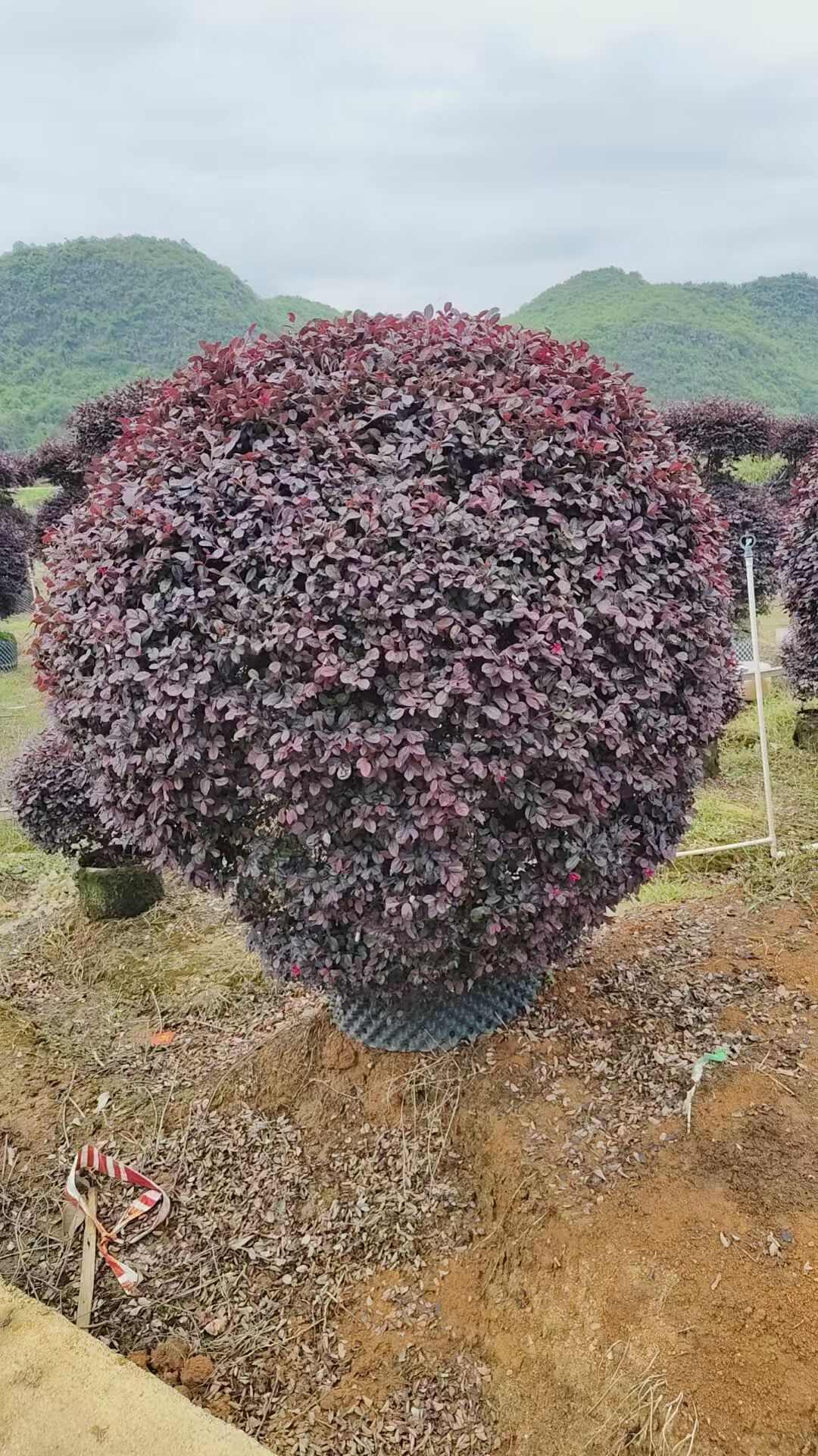 紅花繼木球袋苗   冠幅60-200cm精品球