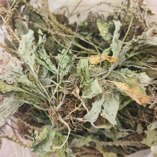 车前草，整株，颜色靓丽，自然晒干，无硫。品质保证。量大从优