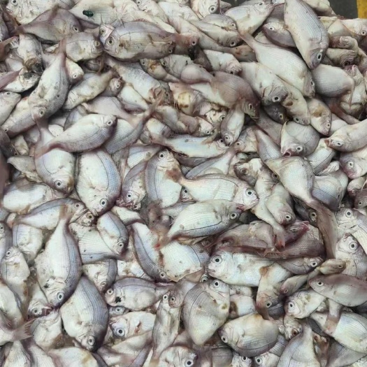 防城港深海腊鱼，降本增效，富含多种生物活性酶，氮磷钾及多种微量元素