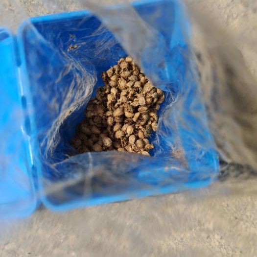 临沂地牯牛