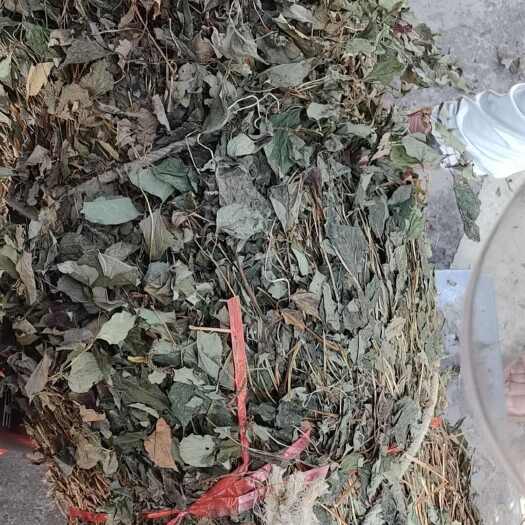 恩施市鱼腥草，鱼腥草