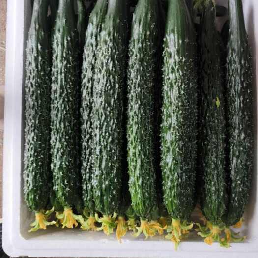 葫芦岛鲜花精品黄瓜