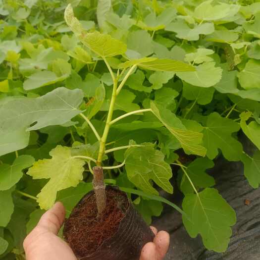怀集县波姬红杯苗无花果基地长期供应