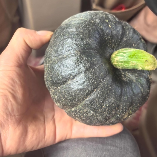 大荔县贝贝南瓜