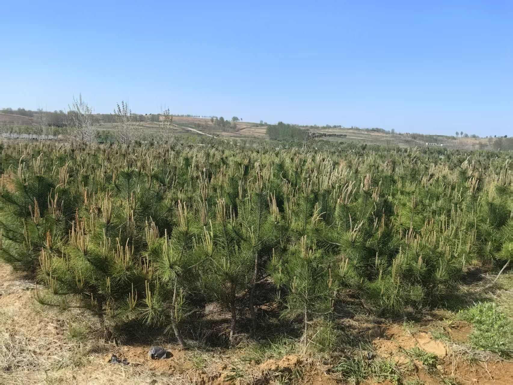 基地常年出售油松大小杯苗，油松地苗，油松规格齐全，货源充足