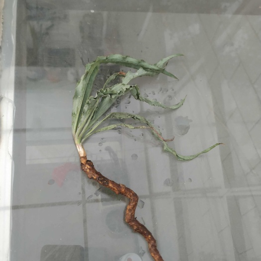 平陆县一手货野生中条山鸦葱