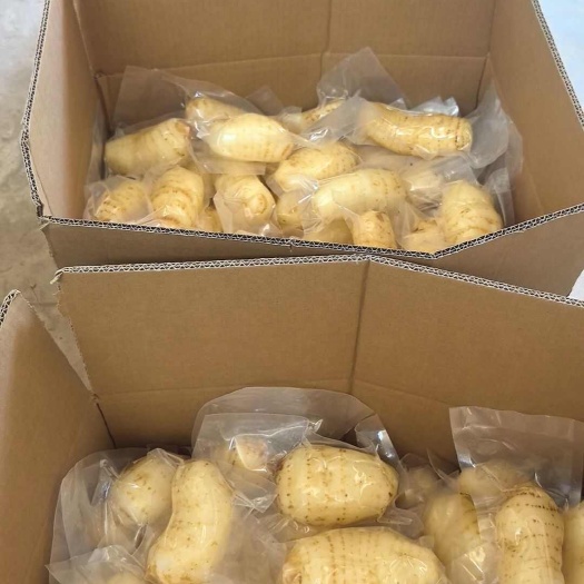 金寨县鲜天麻