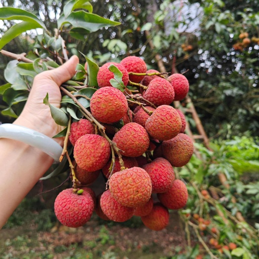 正宗高州白糖罂荔枝顺丰冷链空运新鲜现摘现发，一件代发批发零售