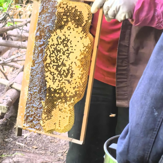 宜宾新鲜出炉的高山百花蜜