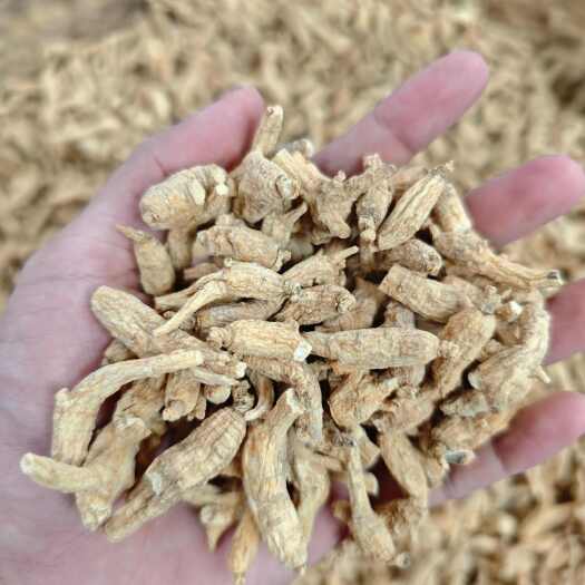 西洋参花旗参小个头优惠打粉料