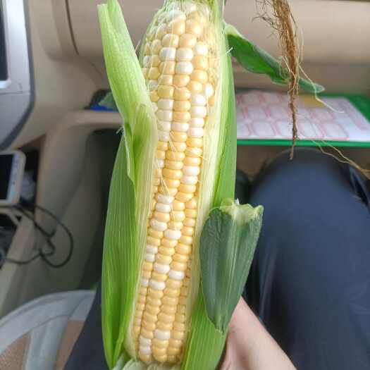 蕉岭县华宝8号水果玉米