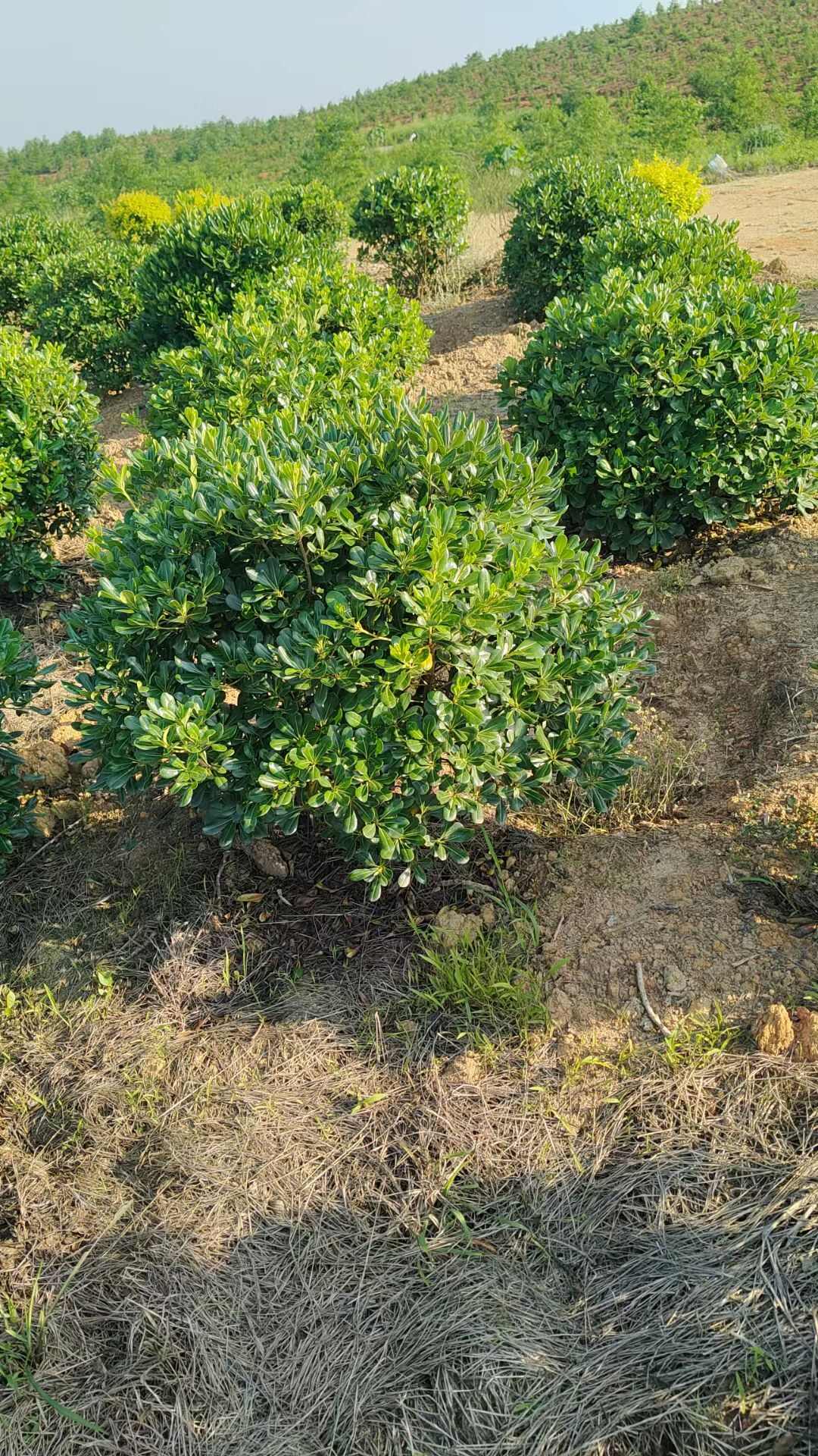 海桐球  冠幅80-200cm精品海桐球基地