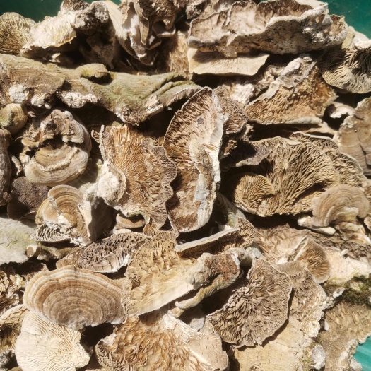 吉林市东北桦褶孔菌，桦褶菌，自然晒干，桦褶孔菌
