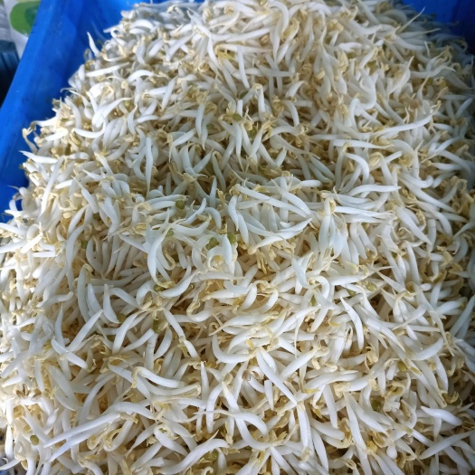 青岛豆芽