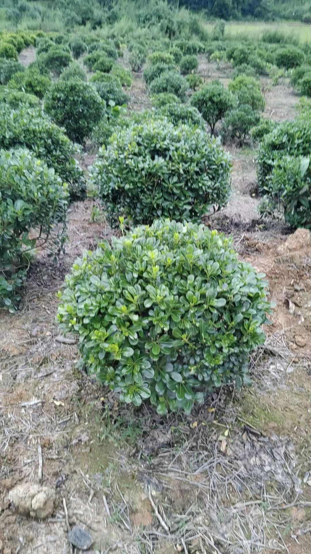 海桐球  冠幅80-200cm精品海桐球基地