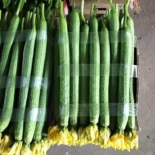 连云港东海县绿皮鲜花丝瓜