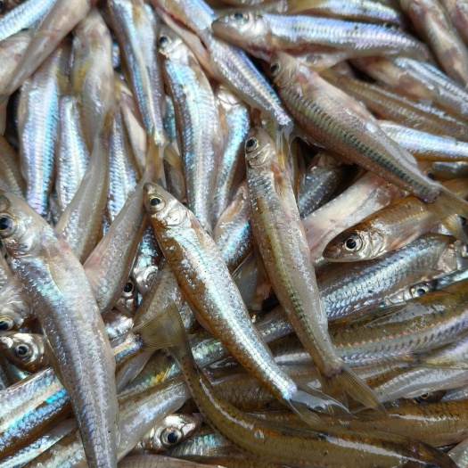 亮眼鱼，大眼鱼，沙沟仔，肉鱼仔，