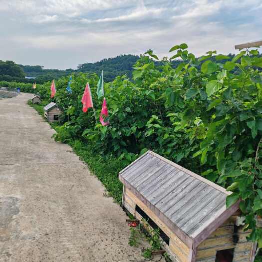 武汉湖北武汉江夏区优质桑叶中药材批发零售